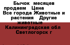 Бычок 6месяцев продаем › Цена ­ 20 000 - Все города Животные и растения » Другие животные   . Калининградская обл.,Светлогорск г.